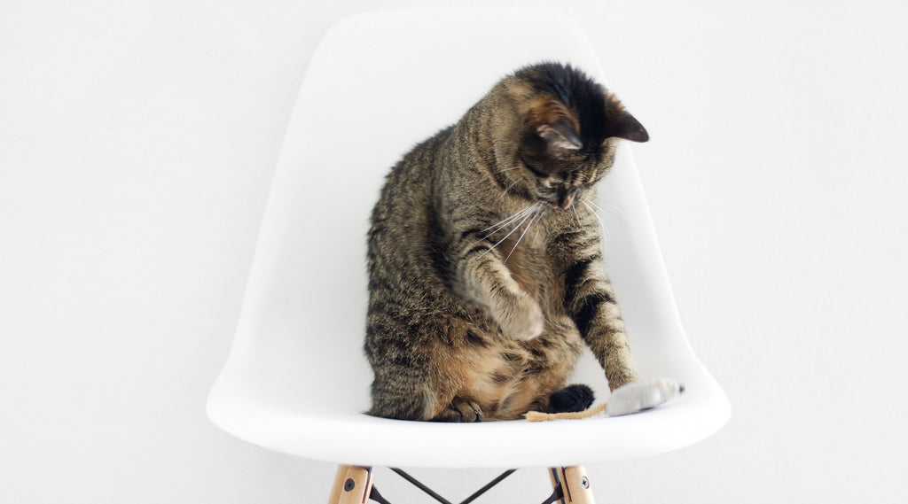 5 Pieces of Purr-fect Furniture For Your Fluffy Friend.