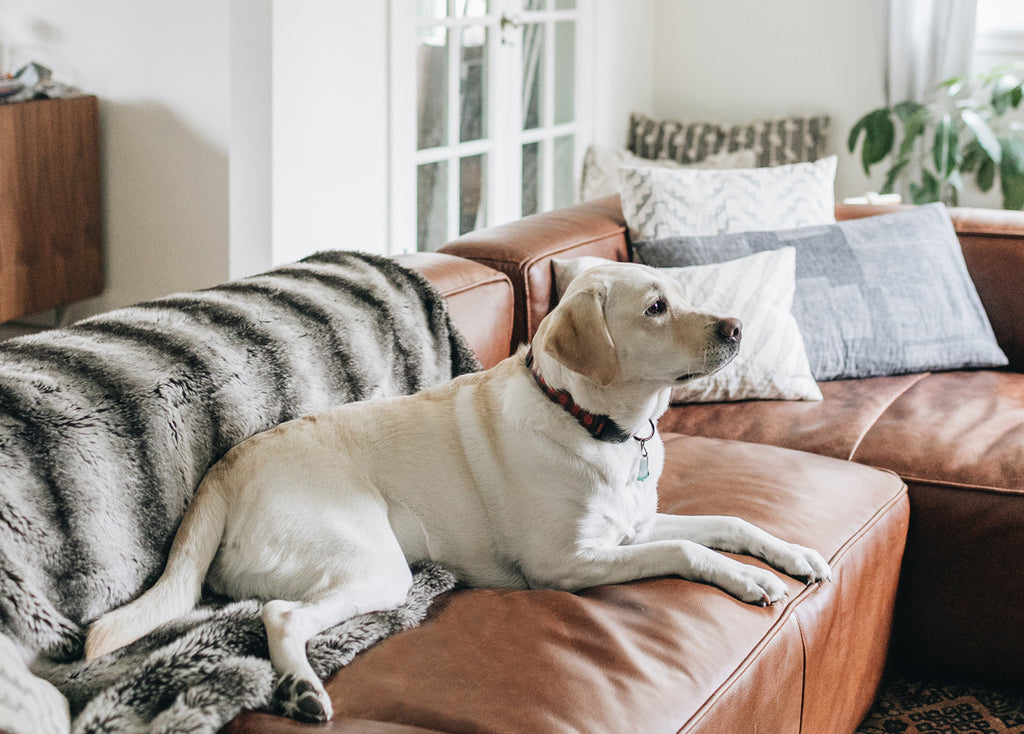 Picking Pet-Friendly Furniture
