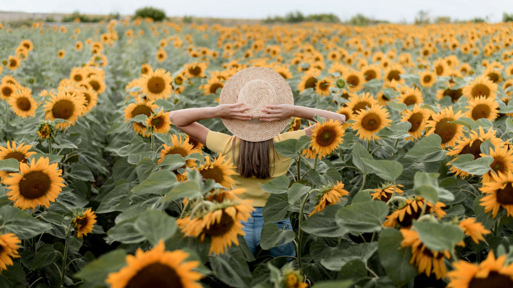 Blooming Beauties: The Best Summer Flowers for Your UK Garden