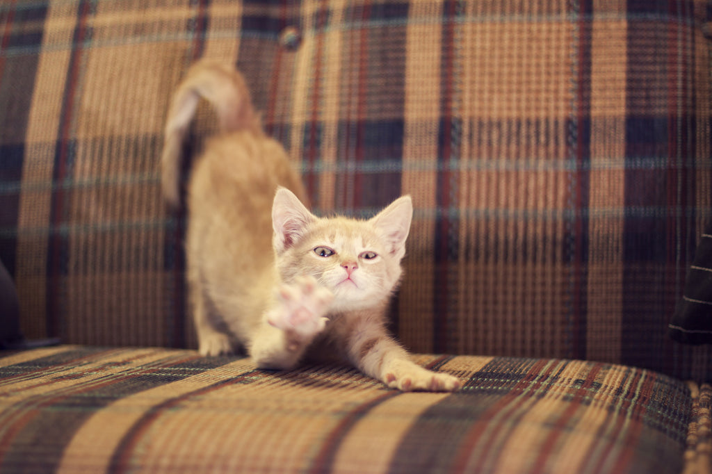 5 Meowsome Tips To Cat-Proof Your Furniture