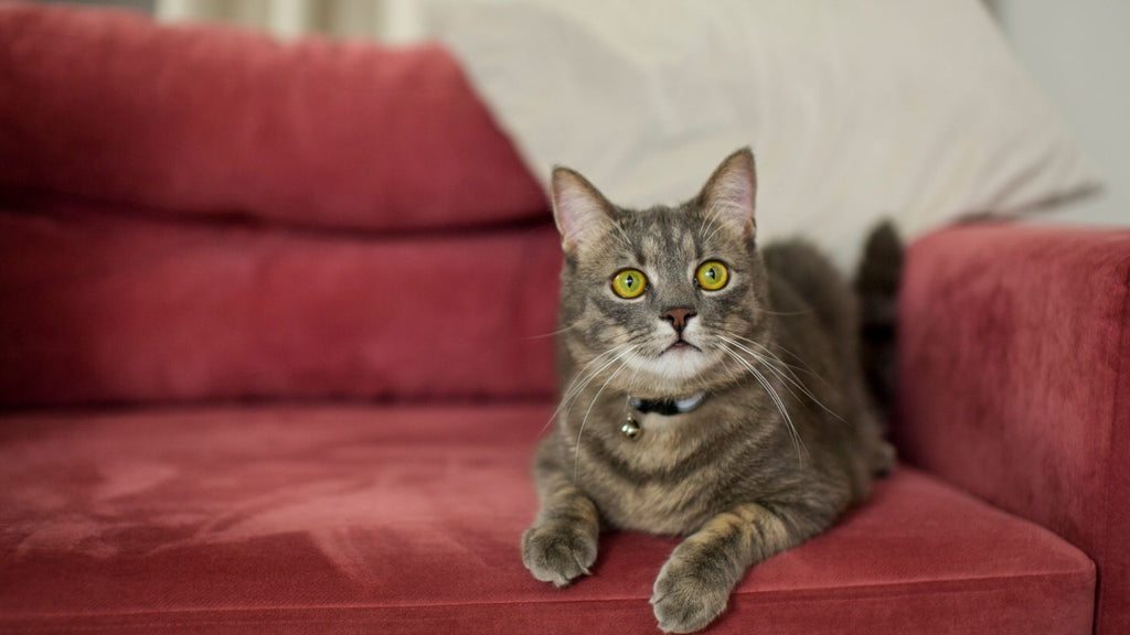 Paws and Relaxation A Guide to Cat Proofing Your Couch