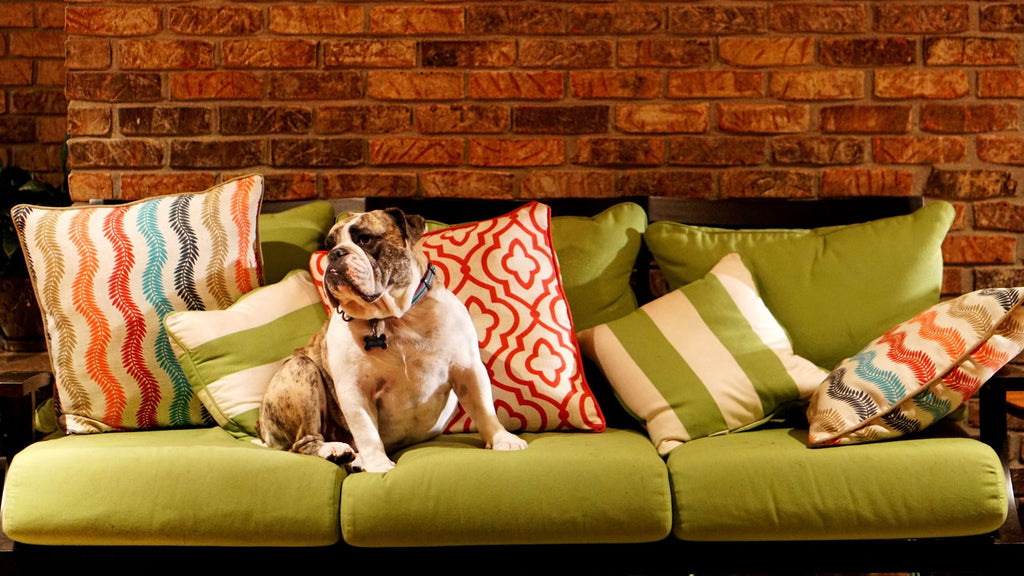 Pet-Proof Your Sofa: Tips to Prevent Damage and Keep Your Furniture Looking New