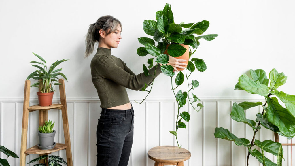 The Green Prescription: Unveiling the Remarkable Health Benefits of House Plants