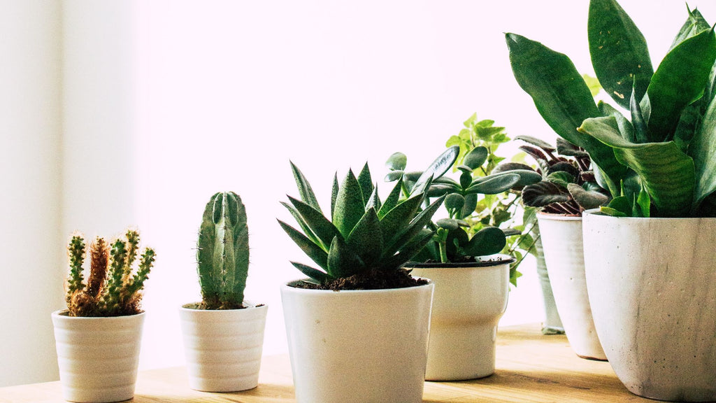 The Top Indoor Plants to Elevate Your Living Room Decor: A Guide to the Most Popular and Easy-to-Maintain Houseplants