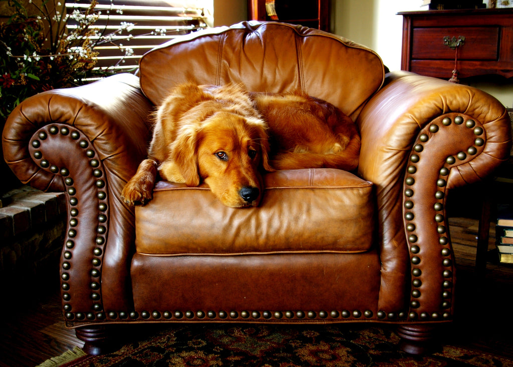 Shopping a Leather Furniture