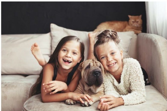 Kid- and Pet-Friendly Sofas You Can Buy Now
